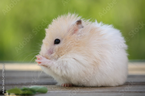 Hamster for a walk