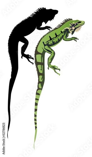 iguana and its shadow on white