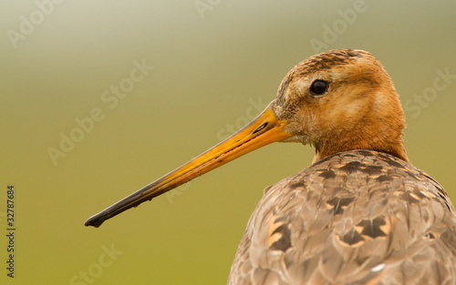 Godwit portrait
