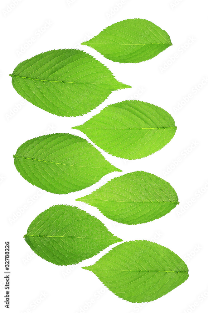 新緑 新緑