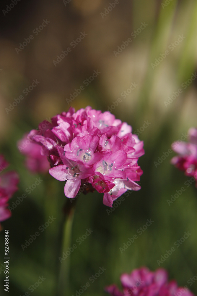 Obraz premium Armeria