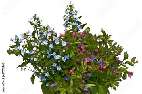 spring bouquet - forget-me-not and lungwort