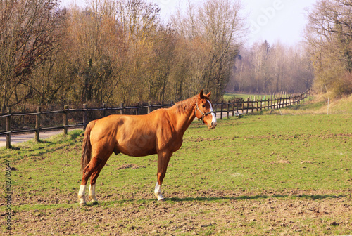 cheval male alesan seul de profil dans son paddock au printemps © JPchret