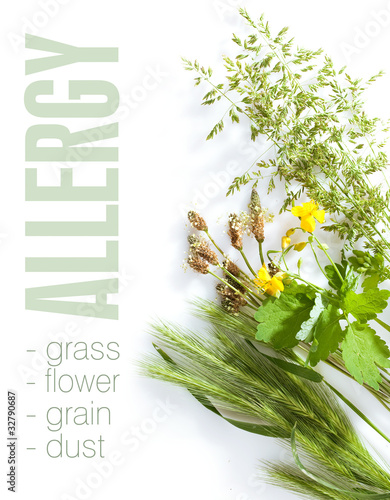 Allergic types of grass photo