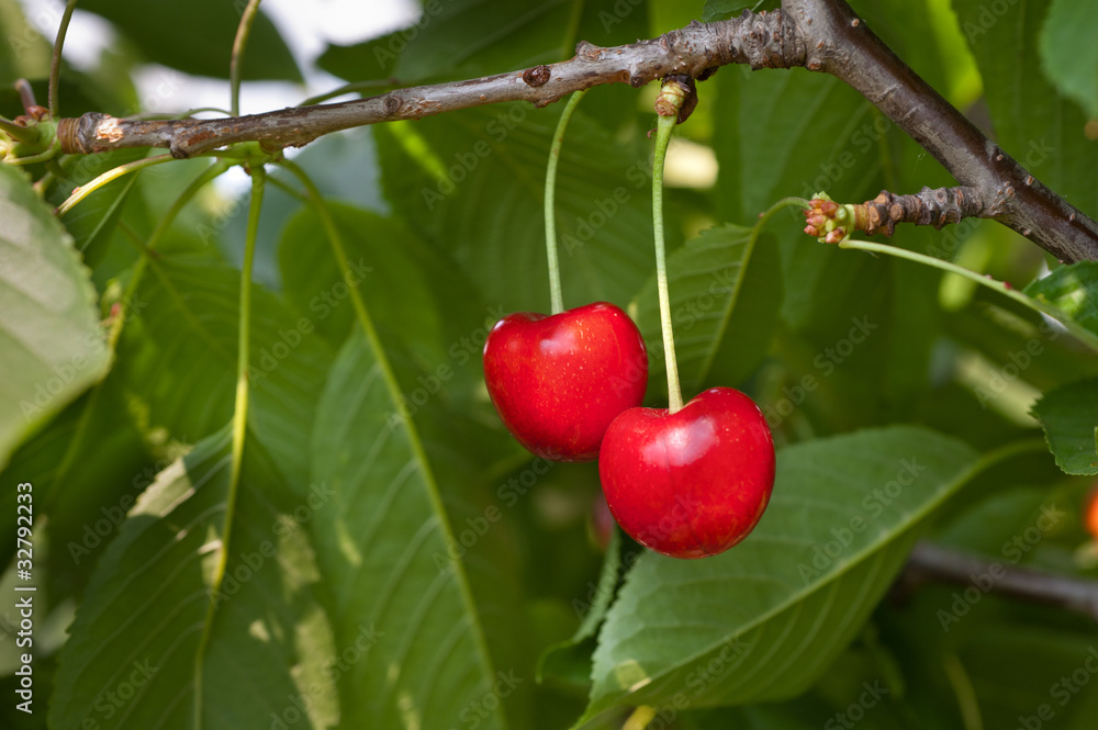 Obraz premium sweet cherry