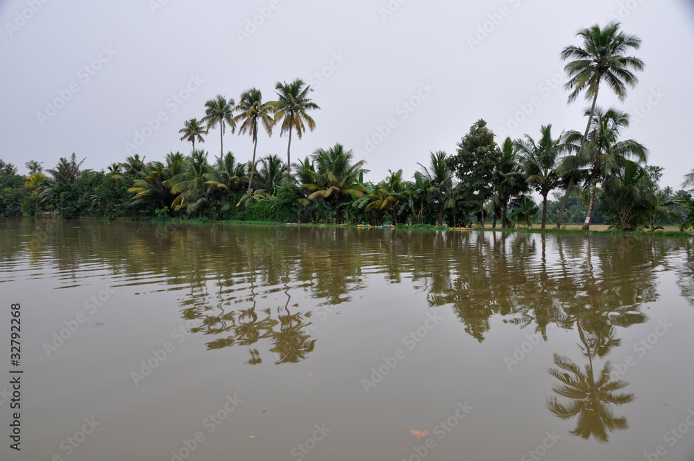 Palms along canals and lakes in Kerala, India