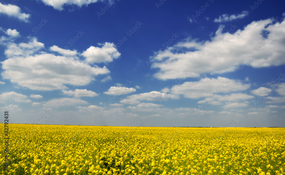 Yellow rape seed field Yellow rape seed field