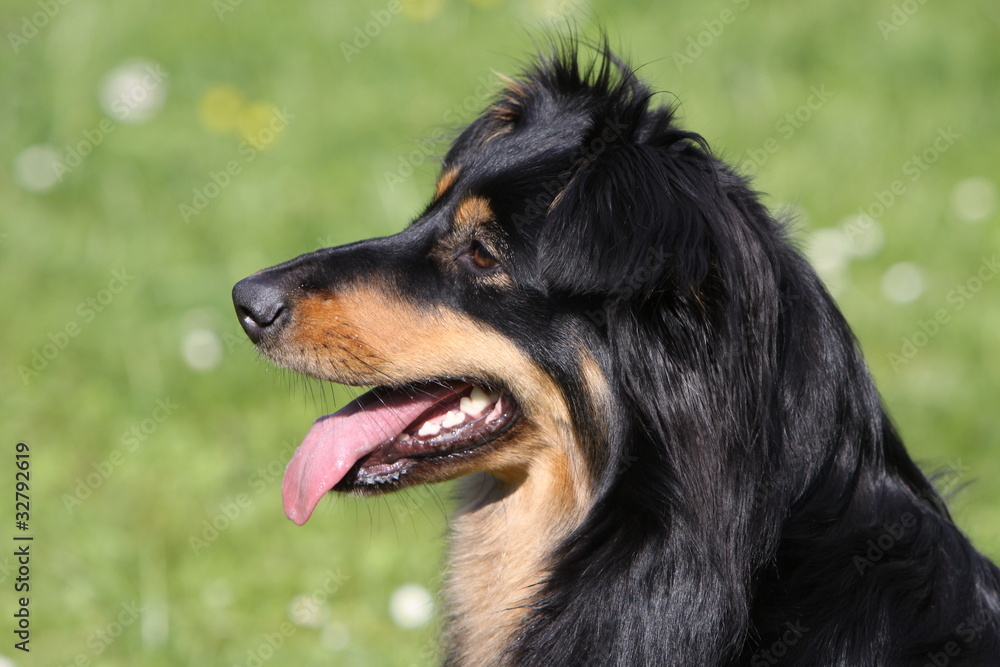 Schwarz-brauner Mischlingshund