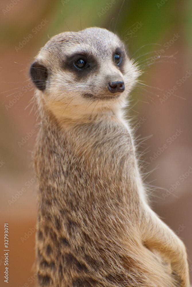 Suricate Suricate