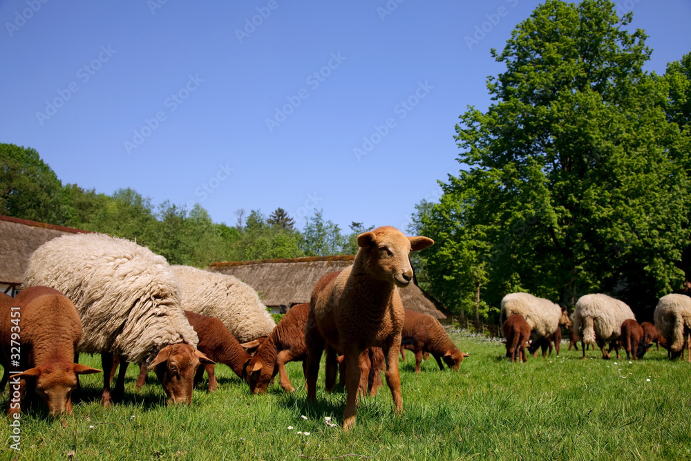 Obraz premium Newborn lamb and sheep in meadow.