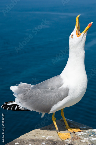 Crying seagull