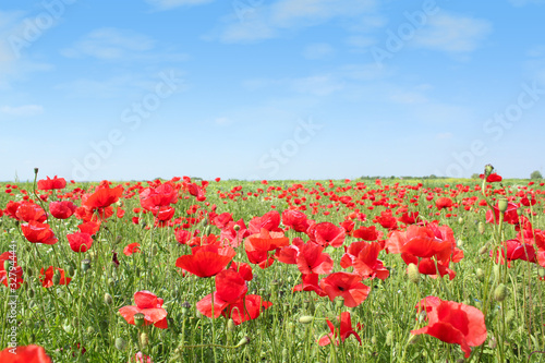meadow with poppy flowers
