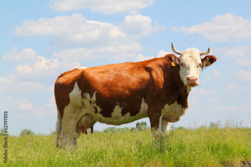 The cow in pasture