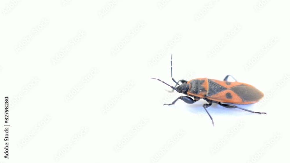 Firebug Firebug