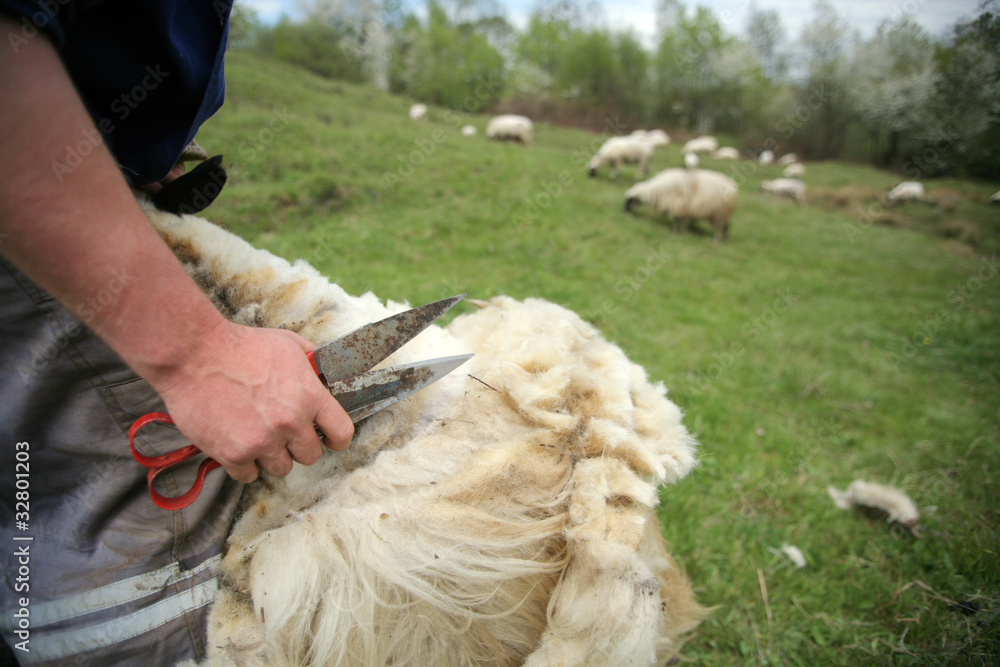 Naklejka premium Cutting off sheep fleece