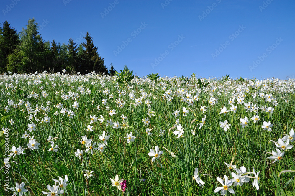 white daffodils in mountain meadow with pine in spring