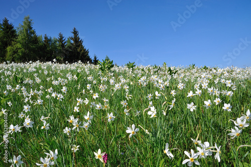 Fototapeta Naklejka Na Ścianę i Meble -  white daffodils in mountain meadow with pine in spring