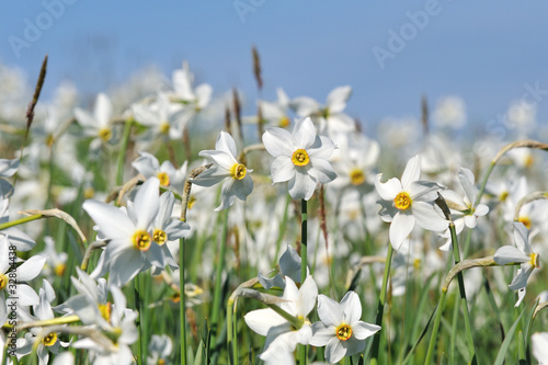 white narcissus in mountain meadow in spring © kromatika