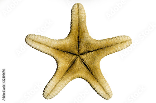 Stella Marina , Asteroidea