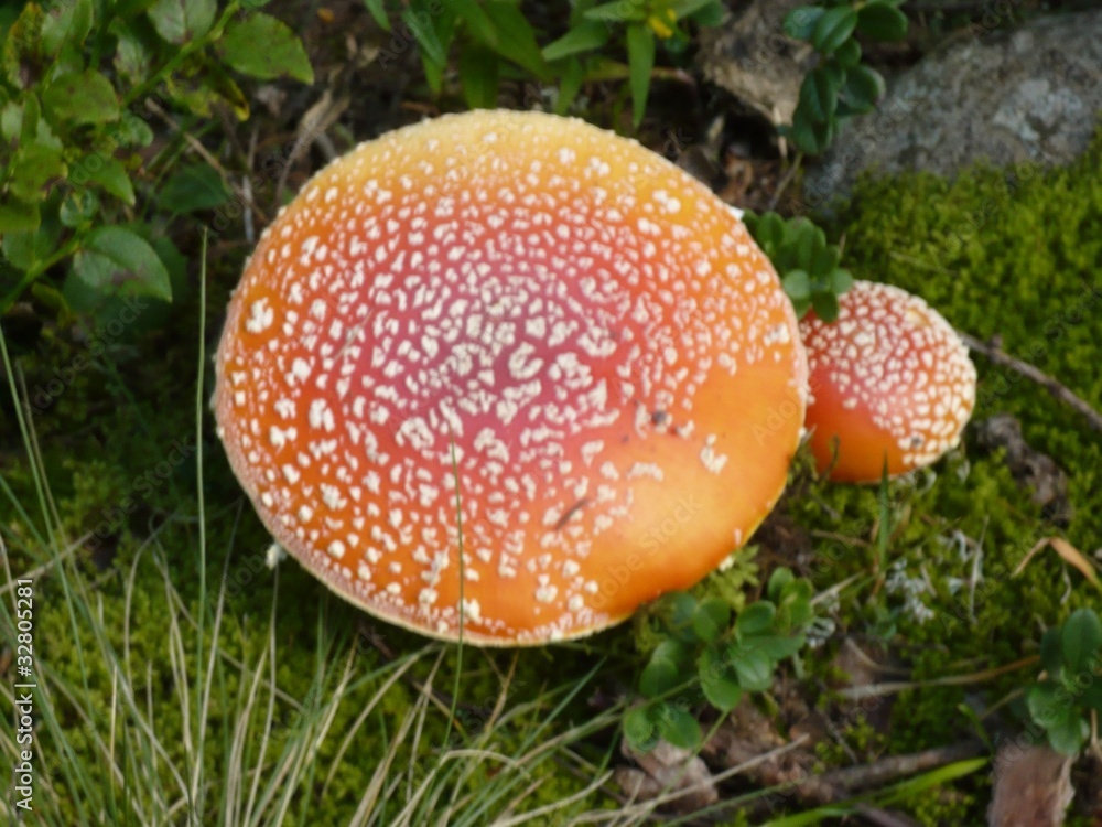Pilze Pilze