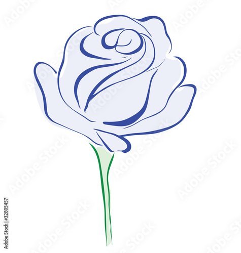 Blue rose flower isolated on white background