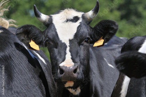 Vache "Prim'Holstein"