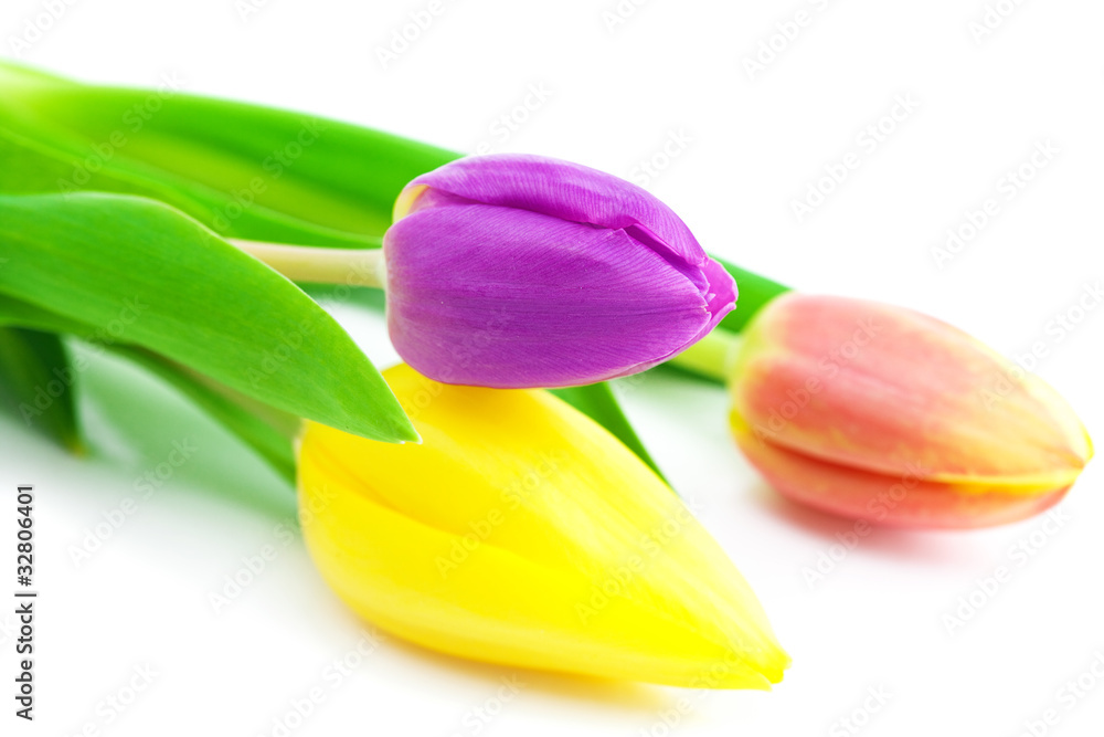 Obraz premium colorful tulips isolated on white