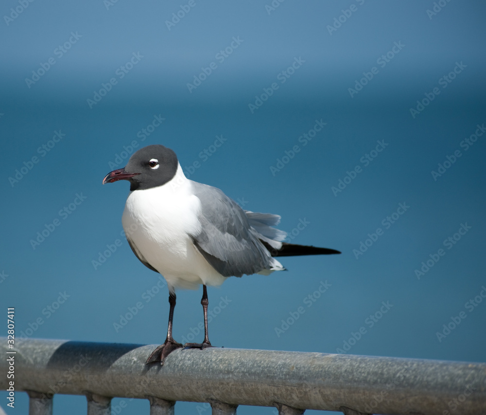 Obraz premium SeaGull on Fence