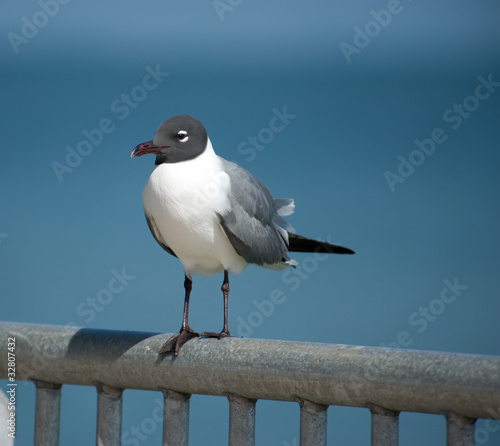 Seagull on Fence