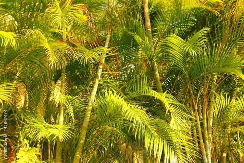 Chrysalidocarpus lutescens palm trees jungle