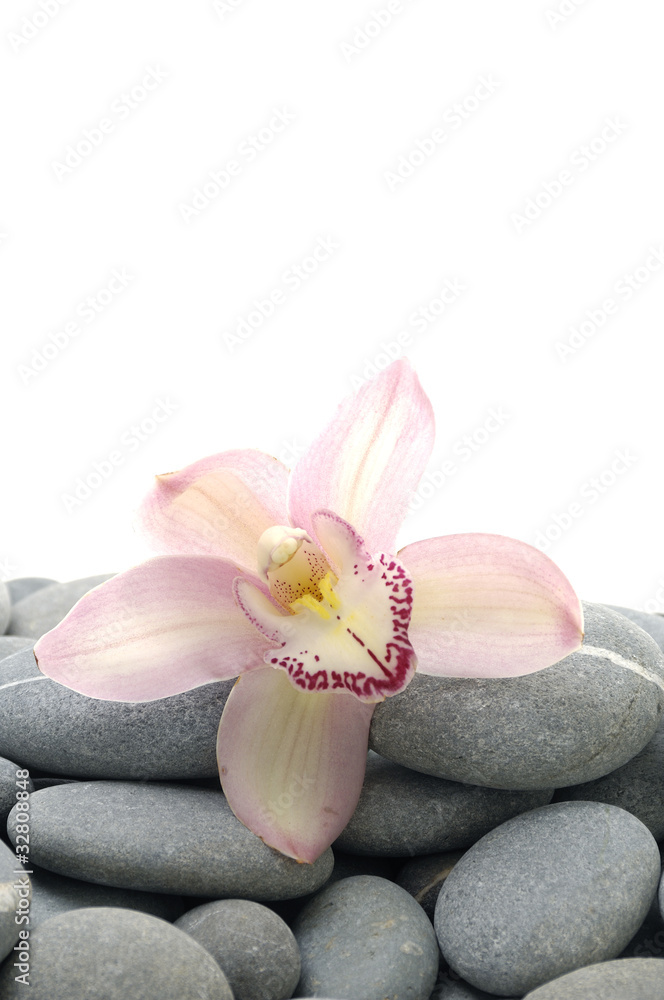 Pile of natural gray stone with beautiful orchid Pile of natural gray stone with beautiful orchid