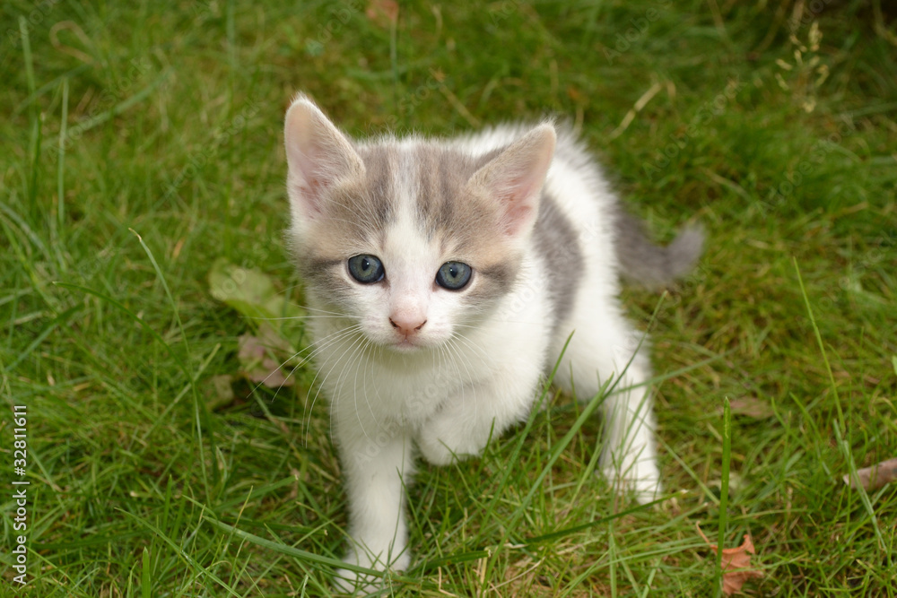 Chaton gris et blanc dans l'herbe Chaton gris et blanc dans l'herbe