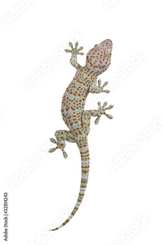Tokay gecko - Gekko gecko isolated on white background photo