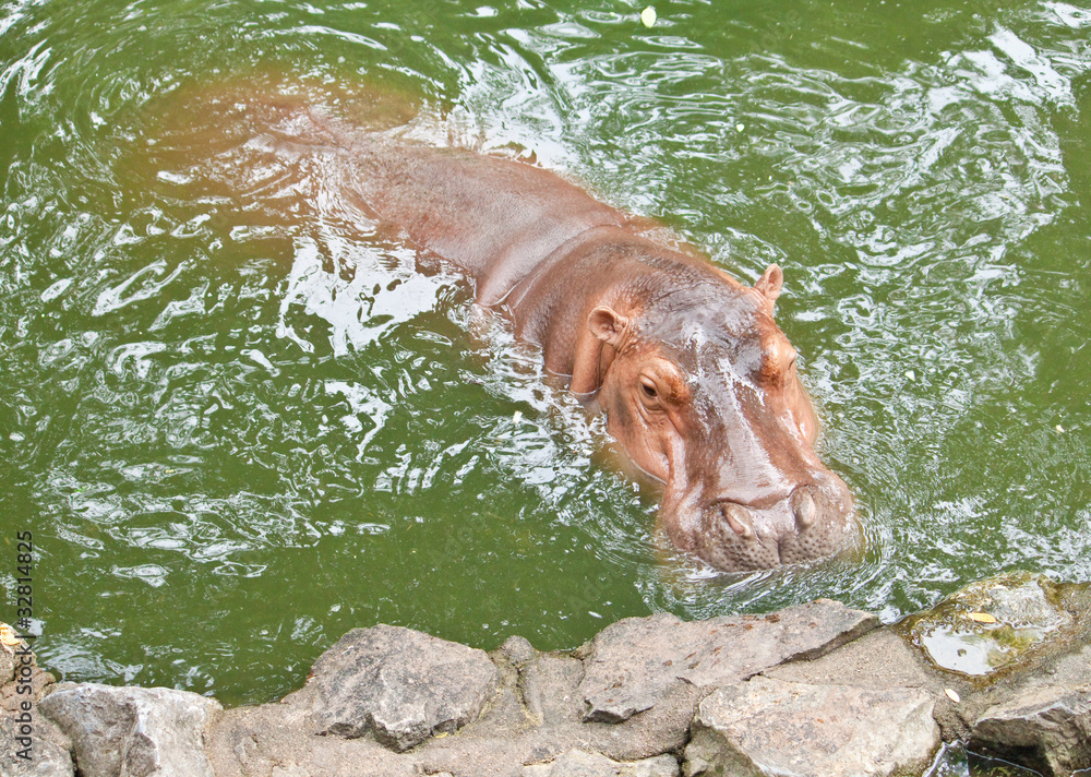 hippopotamuses Showing Huge Jaw and Teeth hippopotamuses Showing Huge Jaw and Teeth