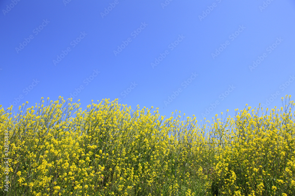 菜の花 菜の花