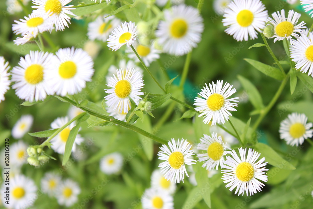Obraz premium カモミールの花