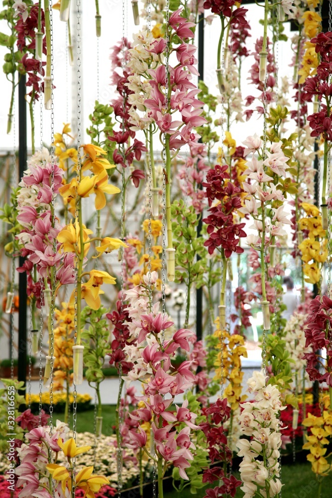 orchid flowers orchid flowers