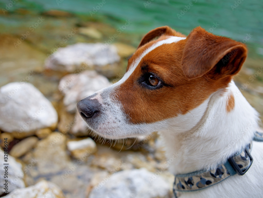 jack russel terrier jack russel terrier
