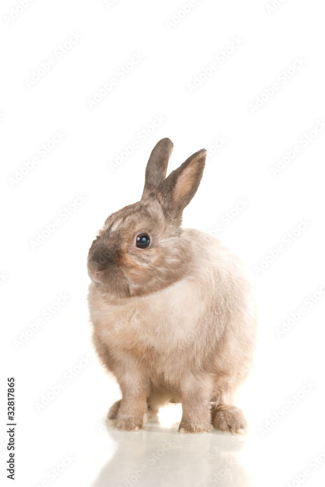 Obraz premium Adorable cute rabbit sit on white background