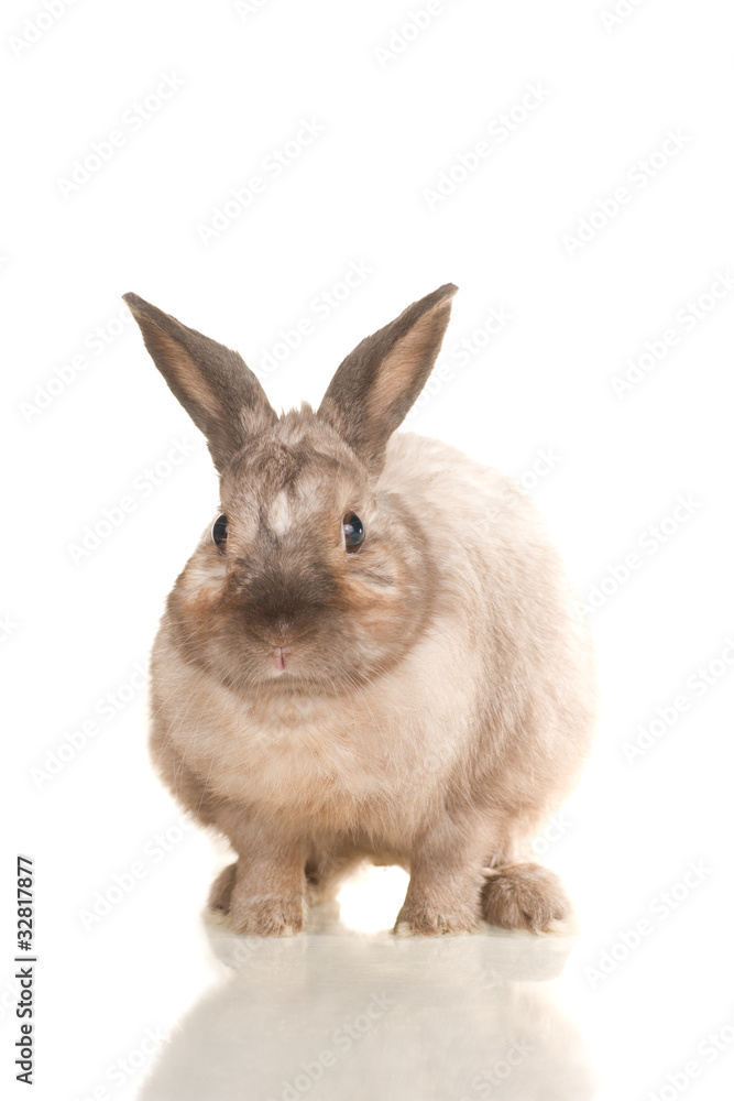 Adorable cute rabbit sit on white background Adorable cute rabbit sit on white background
