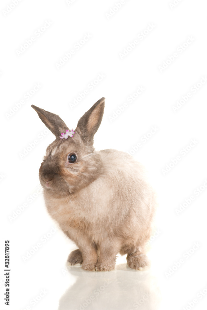 Adorable cute rabbit sit on white background with flowers Adorable cute rabbit sit on white background with flowers