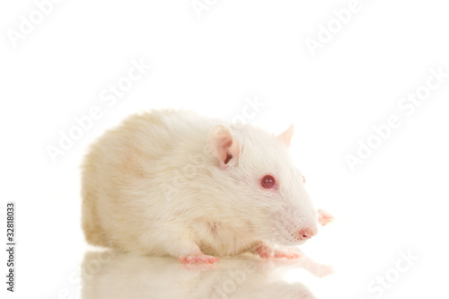 Cute white young home rat sit on white background