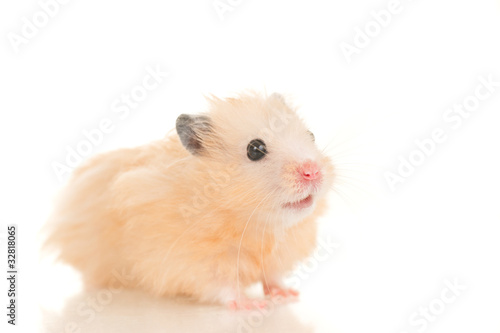 Cute yellow young home hamster sit on white background