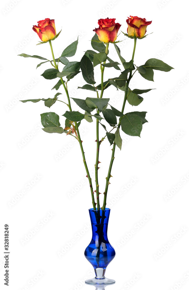 Red roses in vase, isolated