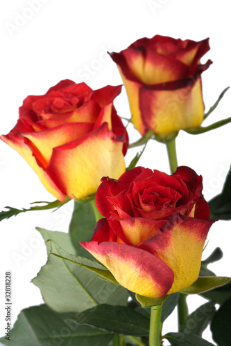 Red roses, isolated