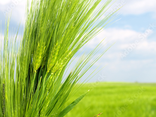 green wheat field