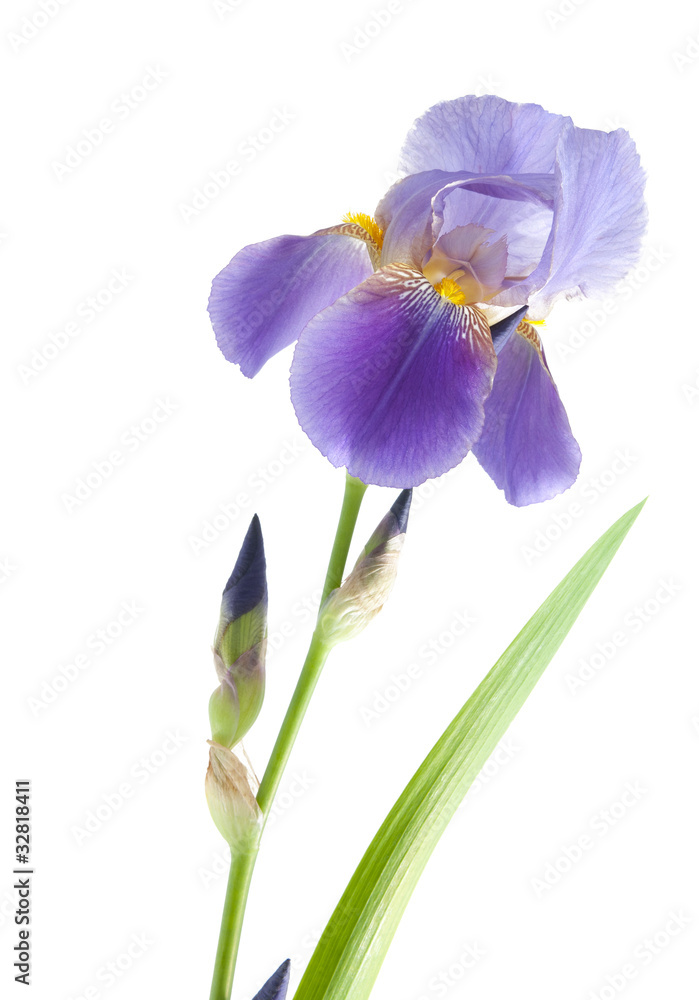 Fototapeta premium Iris