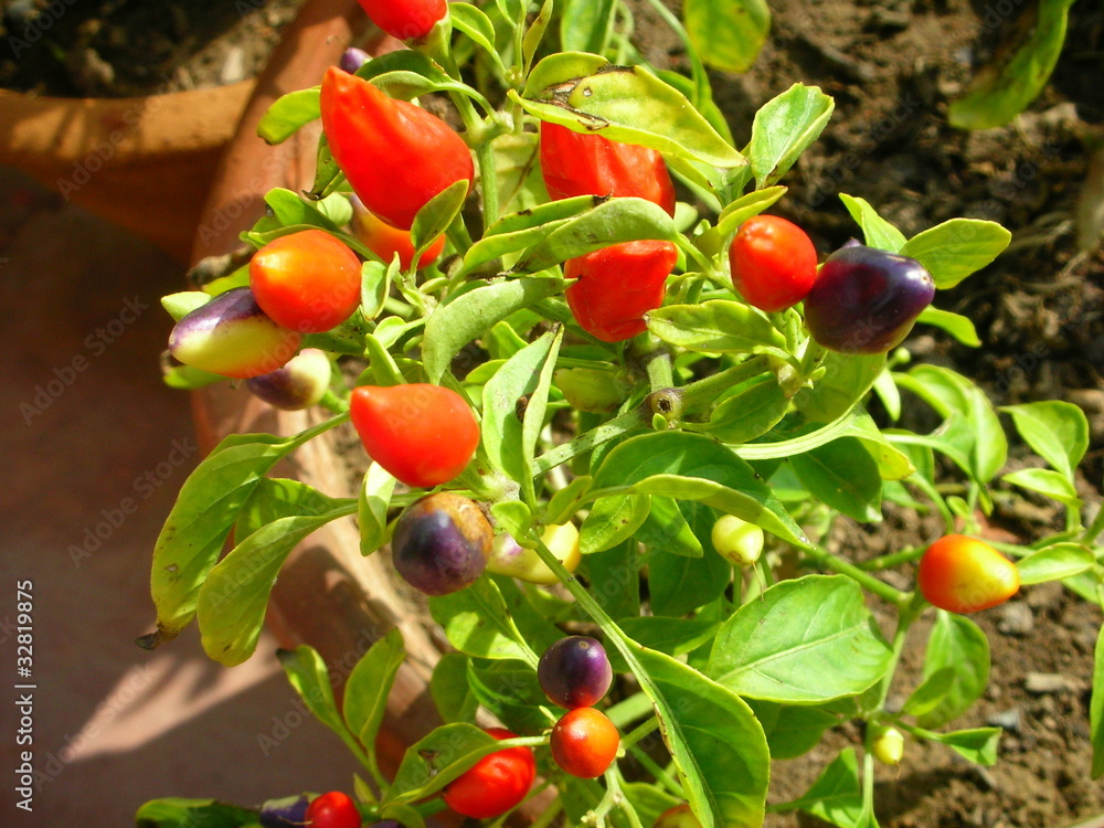 peperoncino peperoncino