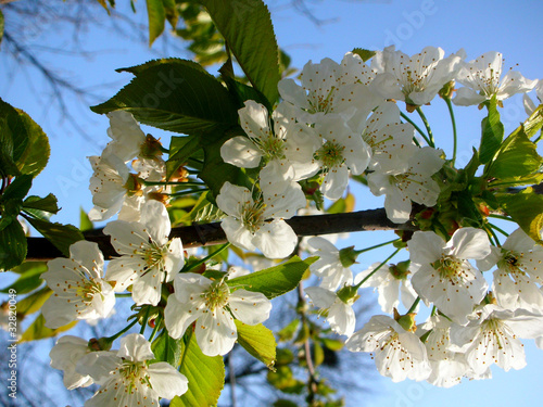 ciliegio in fiore photo