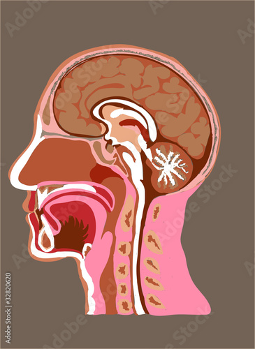 Anatomia testa